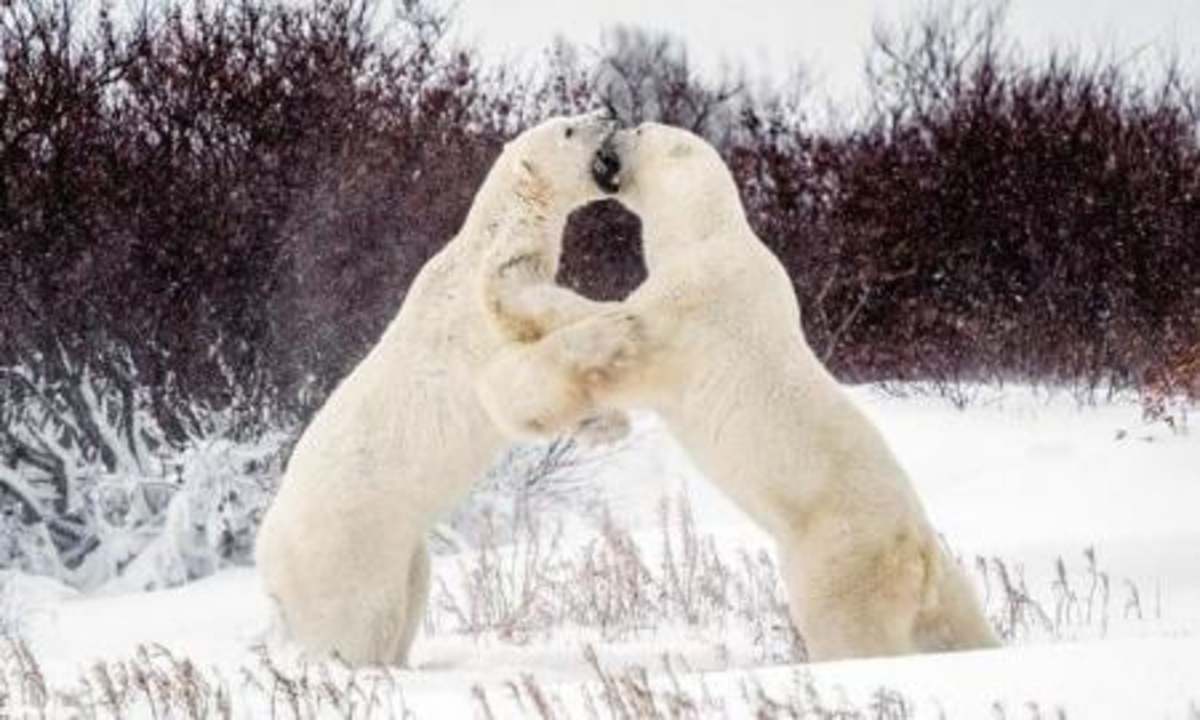 خرس‌های قطبی چرچیل (عکس)