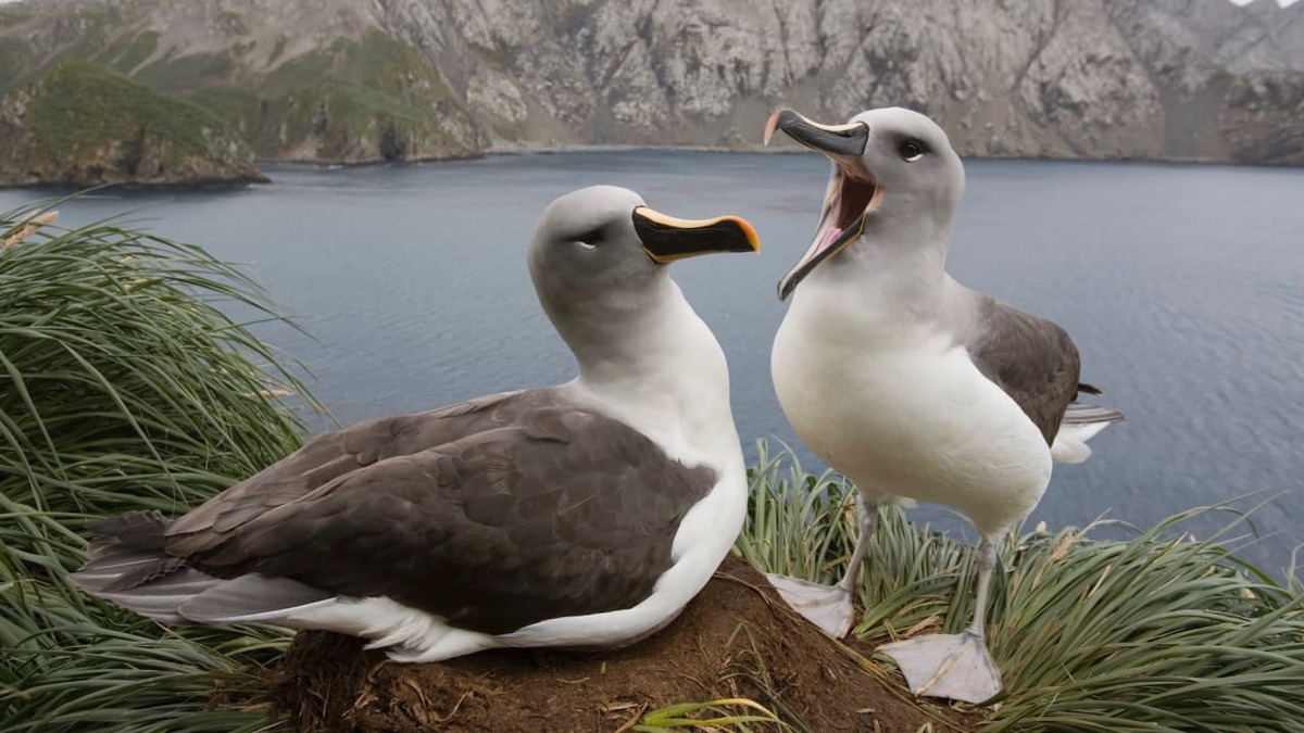 نتایج یک مطالعه جالب: افزایش نرخ طلاق بین پرندگان دریایی!(+عکس)
