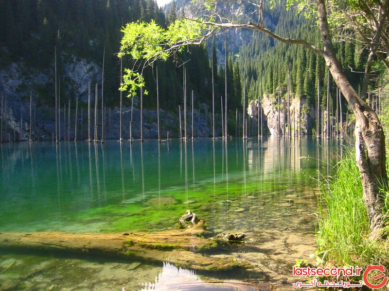 جنگل زیردریایی در دریاچه کیندی، قزاقستان &lrm;