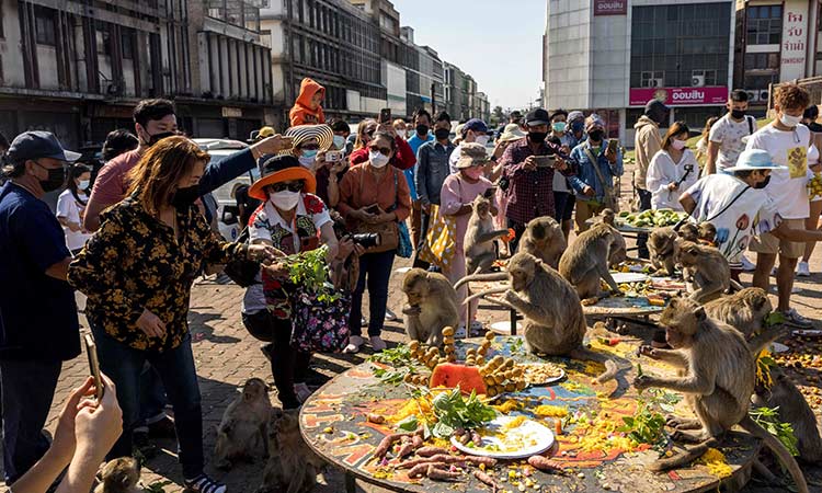 جشنواره میمون در تایلند (عکس)/ قدردانی از میمون‌ها با میوه های لوکس