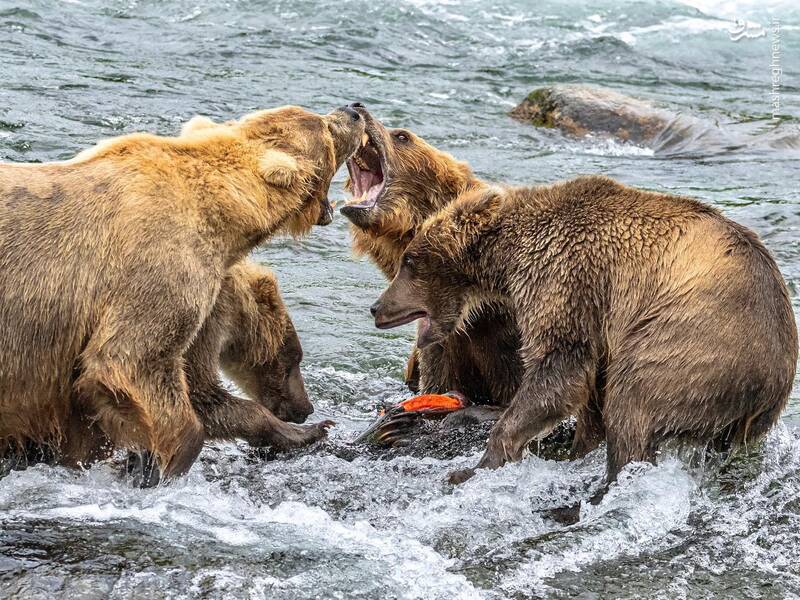 نبرد دو خرس بر سر شکار (عکس)