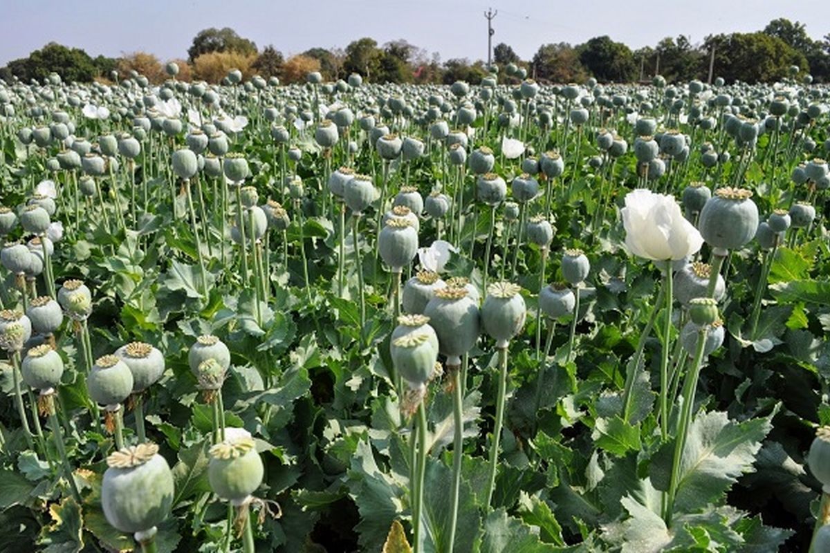 کشف و امحای مزرعه خشخاش در خوزستان