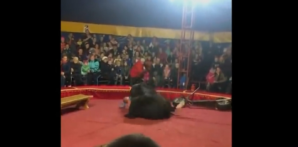 حمله خرس به مربی سیرک (فیلم)