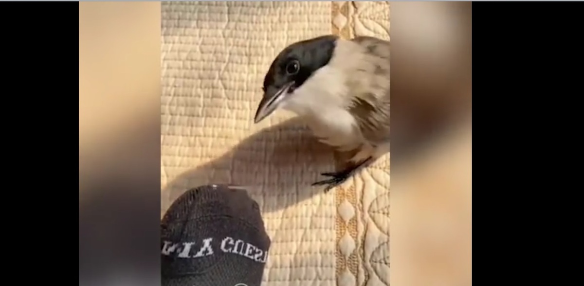 پرنده ای که جوراب می دوزه! (فیلم)