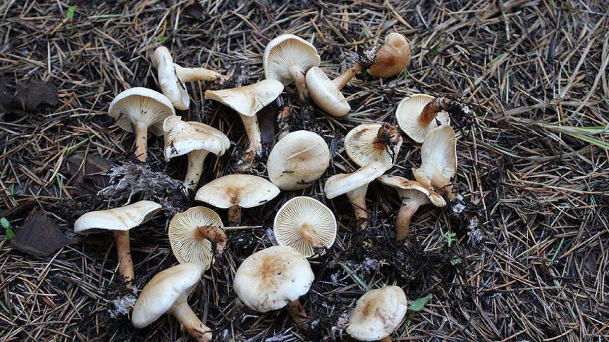 هشدار وزارت بهداشت همزمان با فصل بهار: آمار بالای مسمومیت و مرگ با قارچ‌ های سَمی
