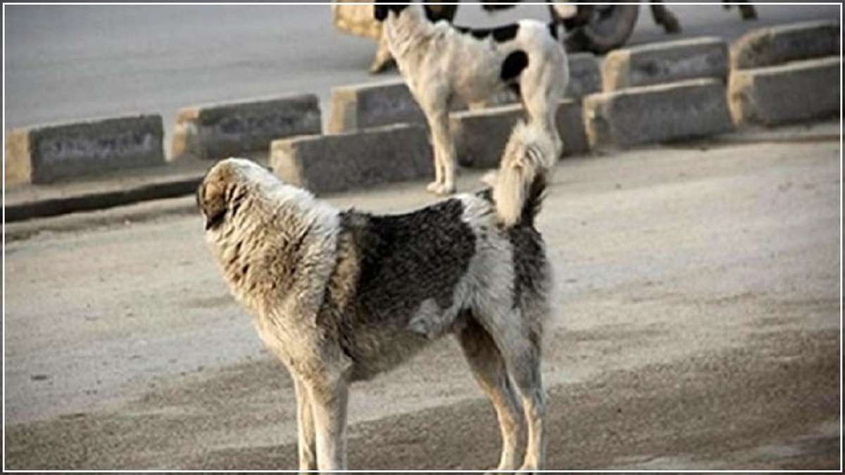 حمله 20 سگ ولگرد به شهروند اهوازی