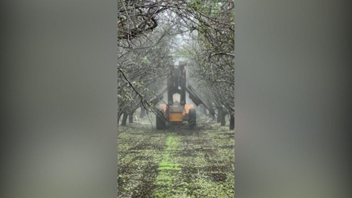 ماشینی تمام اتوماتیک برای هرس کردن درختان (فیلم)