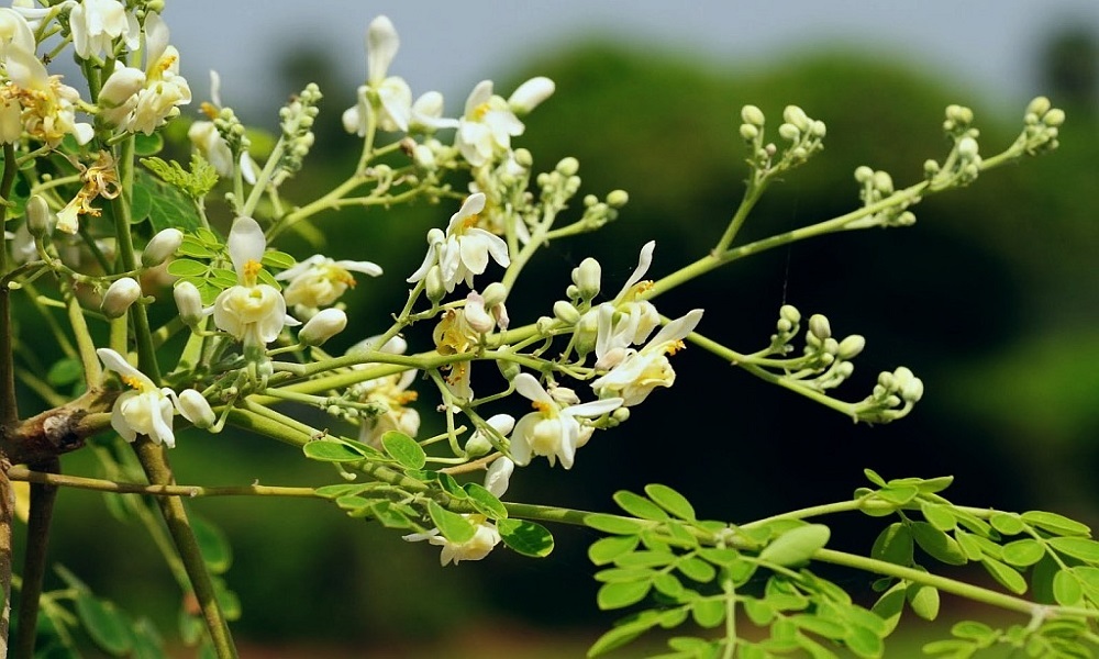 مورینگا؛ گیاهی شگفتی آور