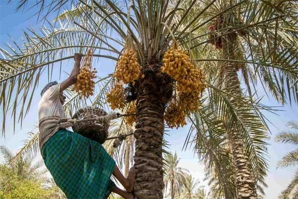 صادرات محصولات کشاورزی؛ شرایط و سود آن