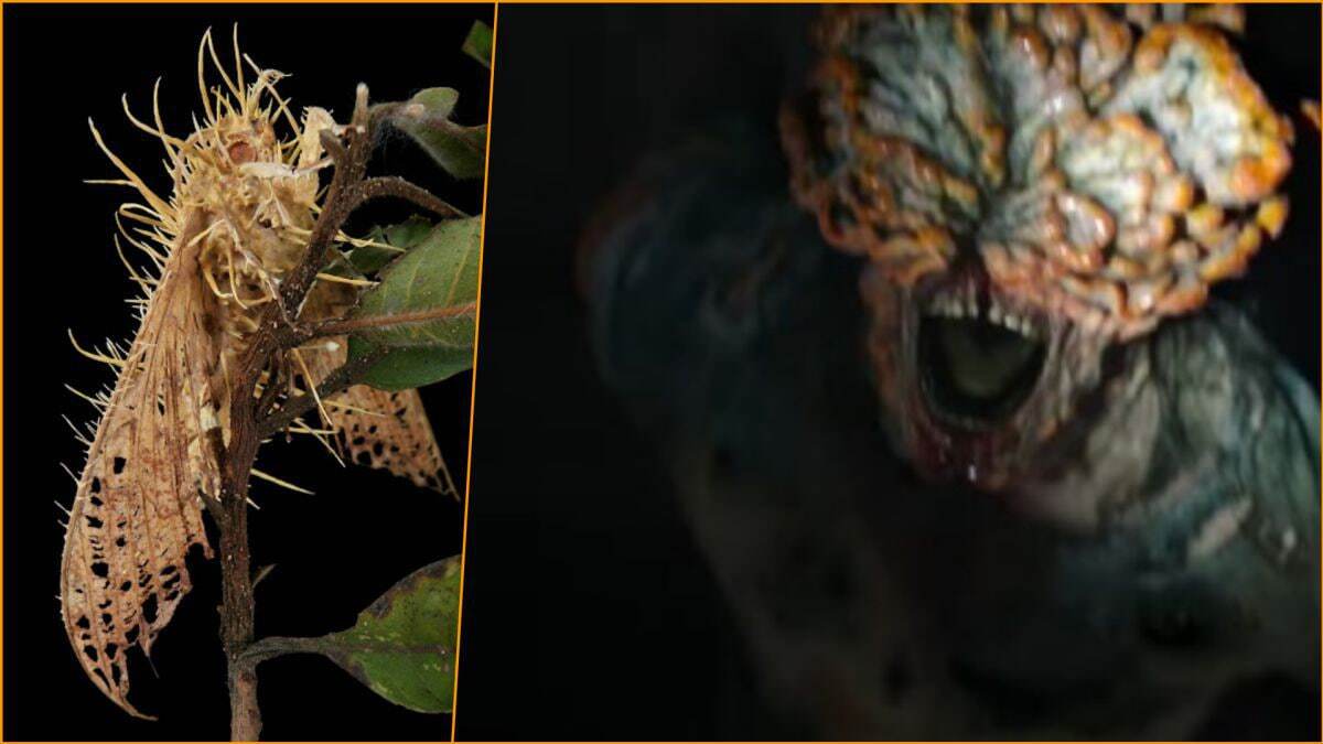 آیا قارچ‌های سریال The Last of Us واقعی هستند؟ می‌توانند روزی انسان‌ها را آلوده کنند؟