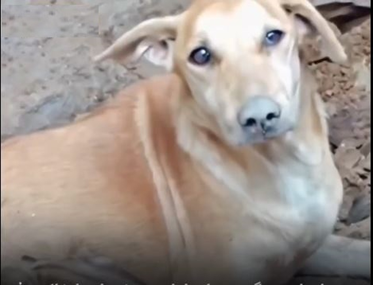 ببینید | تلاش یک سگ برای نجات توله‌هایش از زیر آوار زلزله