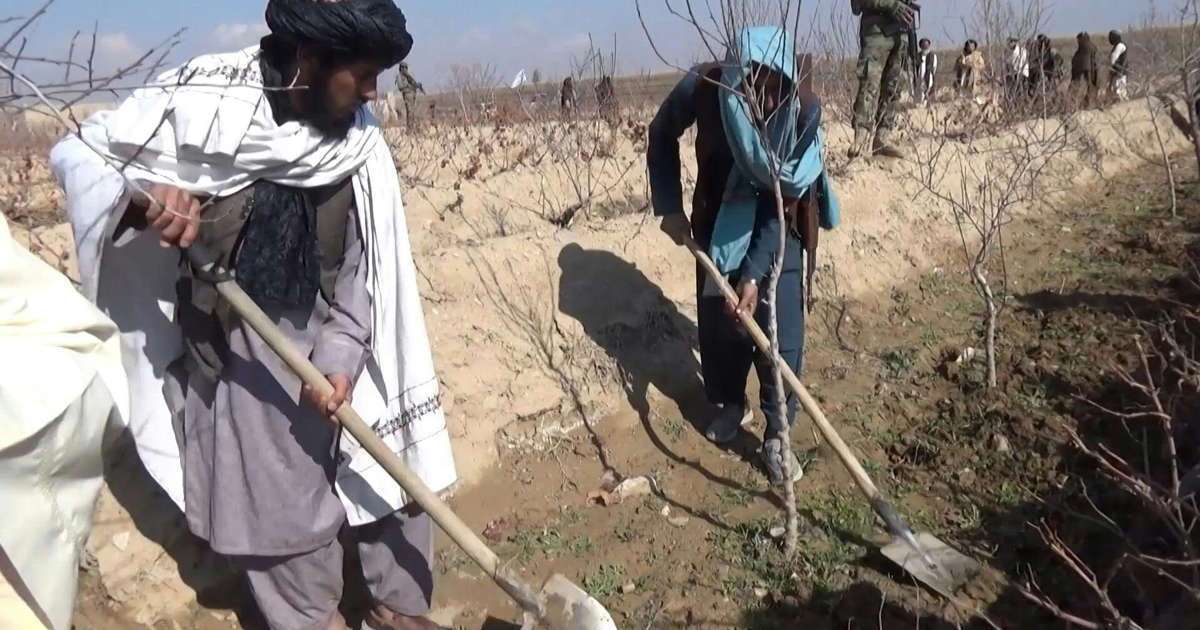 ببینید| تخریب مزارع خشخاش در افغانستان/ گیاهی که از آن تریاک می‌گیرند