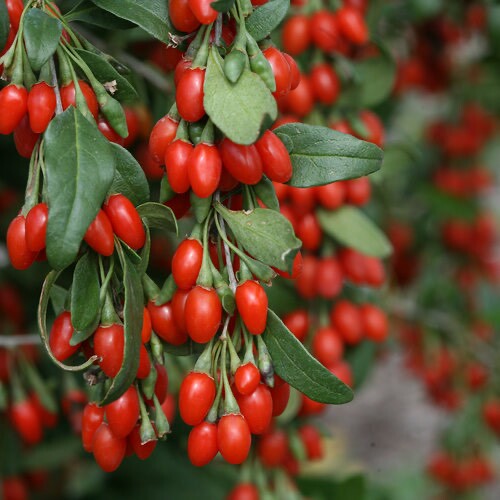 گوجی بری؛ از چشم های سالم تا بهبود افسردگی، اضطراب و خواب (+عکس)