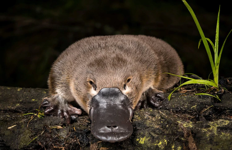 حیواناتی که معدهشان را از دست دادهاند!