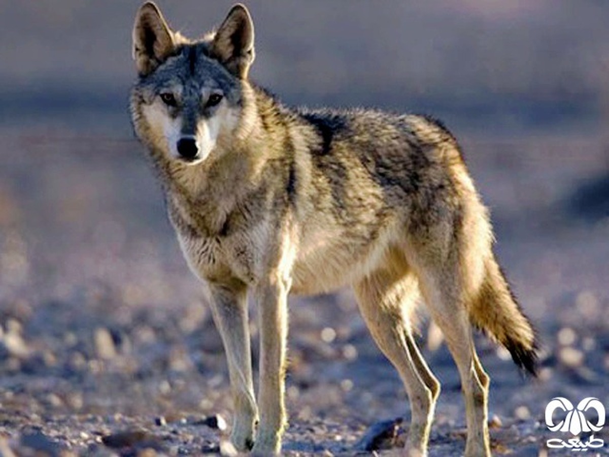 ببینید | 4 گرگ خاکستری در پارک ملی تنگ صیاد