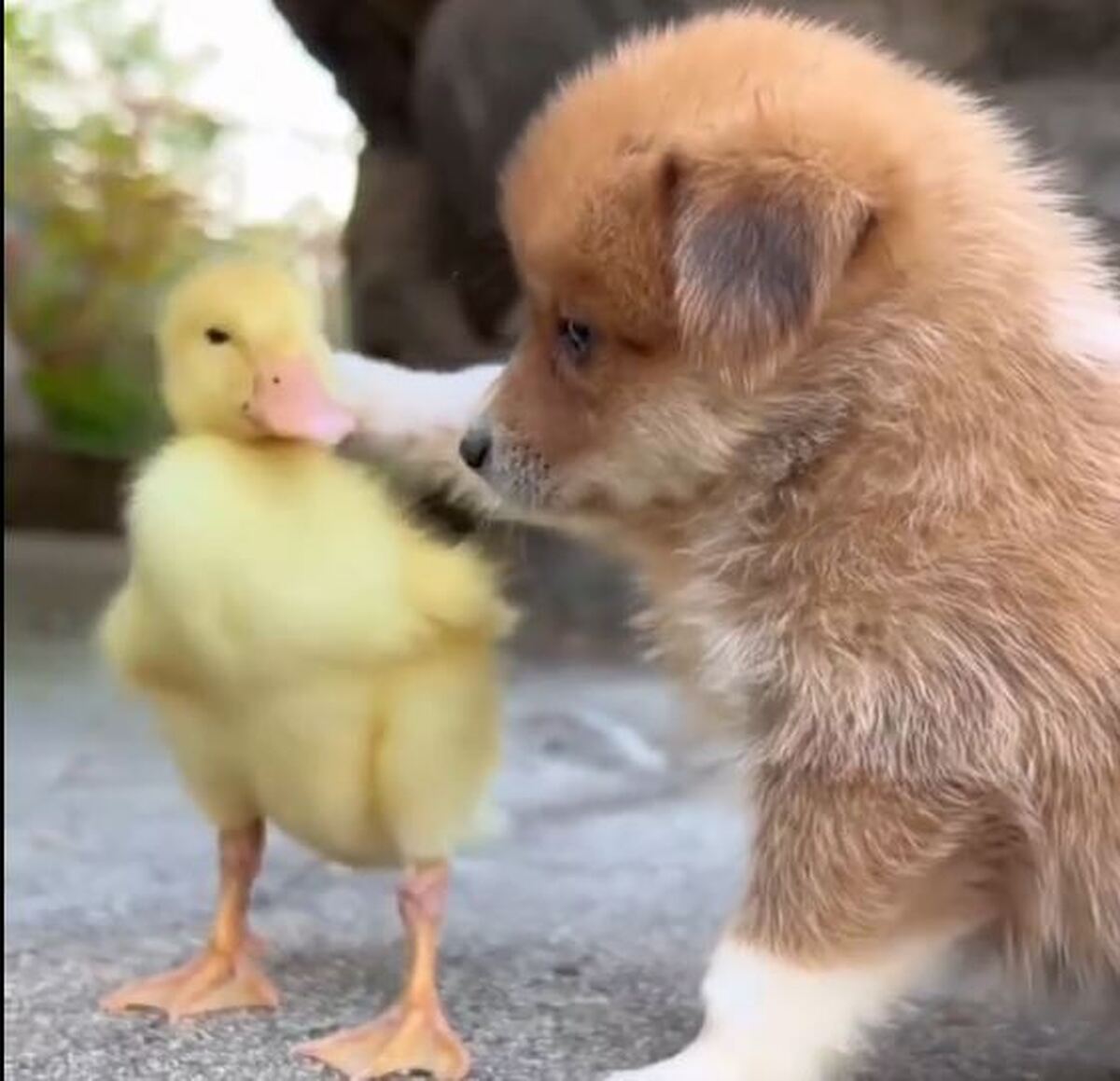 ببینید | دوستی جوجه اردک و توله سگ