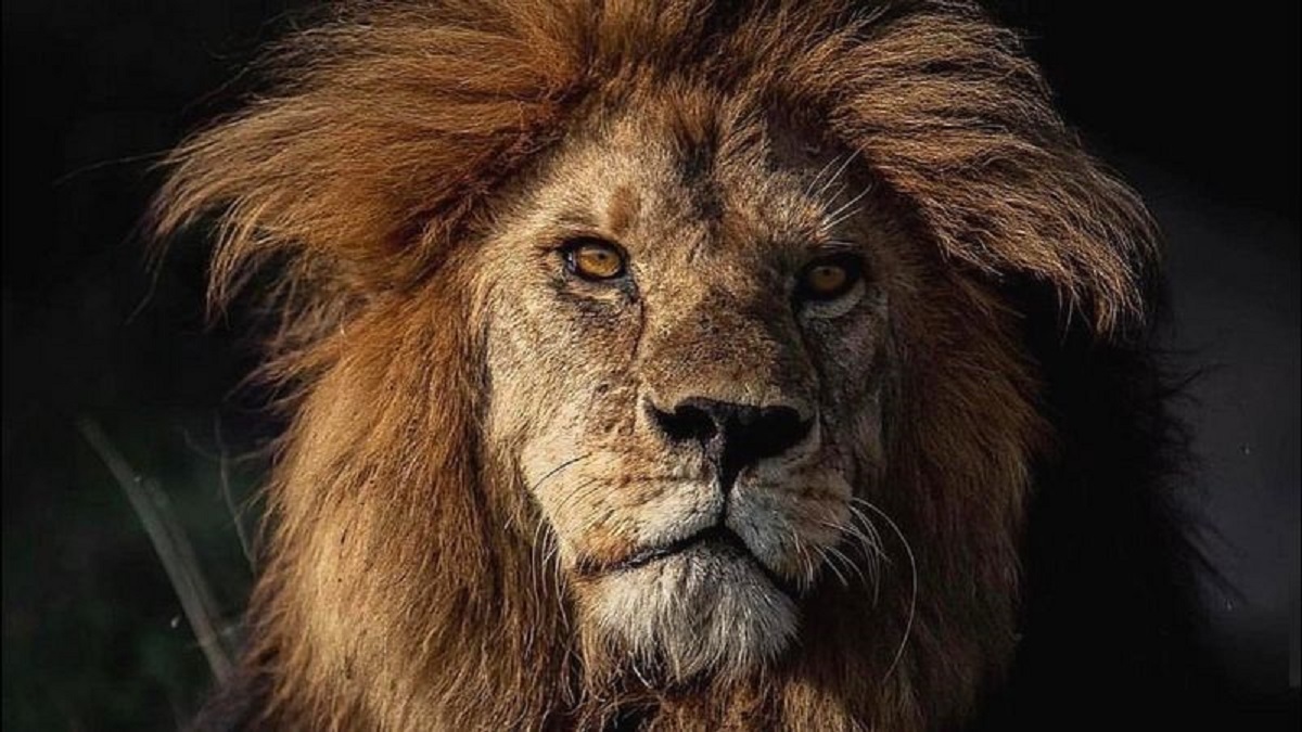 «باب جونیور» شیرشاه سرنگیتی به دست رقبایش کشته شد / رقبای جوانتر هر دو برادر را کشته‌اند