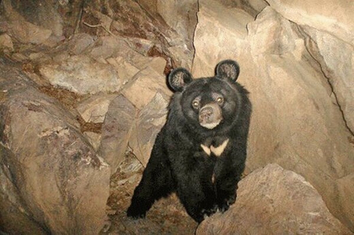 ببینید | ورود خرس سیاه به غار به سبک دنده عقب
