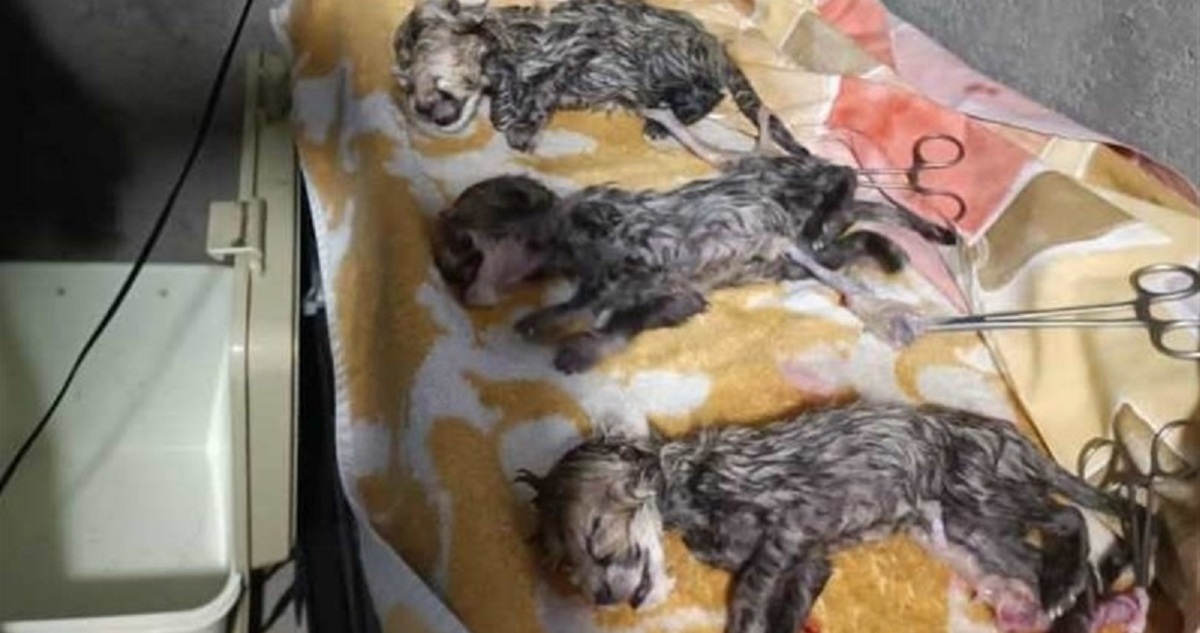 هر ۳ توله متولد شده یوزپلنگ ایرانی ماده هستند