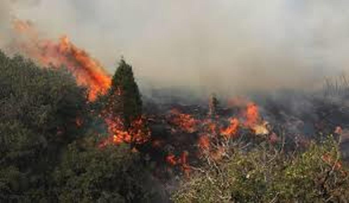 نگاه مخاطبان/ علاج واقعه قبل از وقوع؛ آتش‌سوزی جنگل‌ها