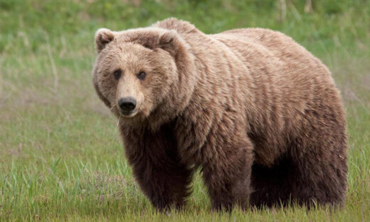 واکنش جالب و دیدنی خرس قهوه‌ای به محیط‌بان در جنگل‌های مازندران (فیلم)