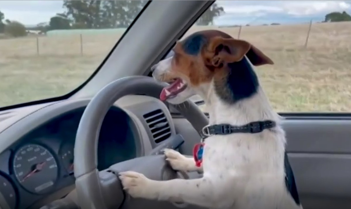 سگ راننده ای که گوسفندان را جمع می‌کند! (+فیلم)
