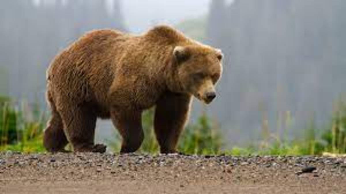 کشتار خرس‌ها در ایران/ ۶۶ مورد خرس‌کشی در دهه گذشته