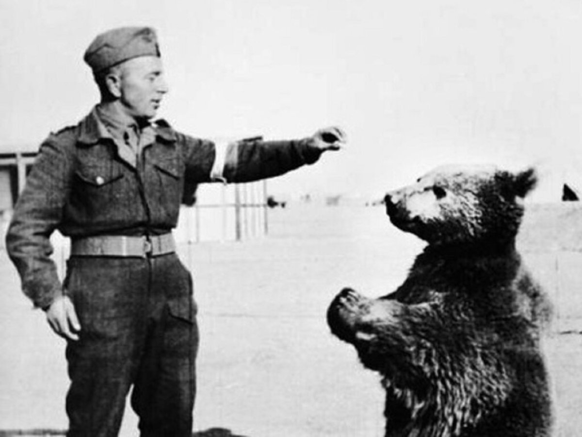 ماجرای خرس ایرانی که معروف‌ترین سرباز جنگ جهانی دوم بود