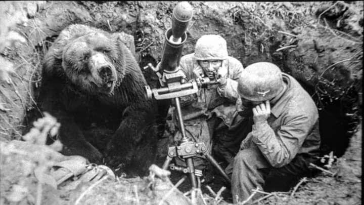 ماجرای خرس ایرانی که عضو ارتش لهستان شد!