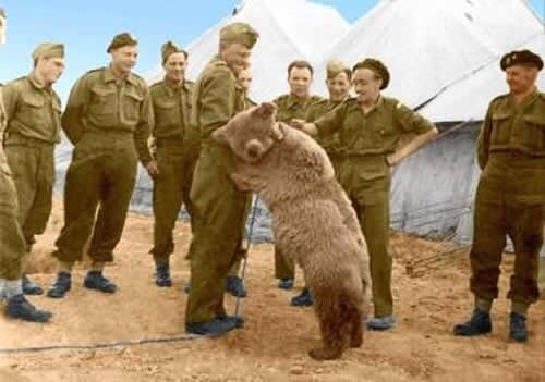 ماجرای خرس ایرانی که عضو ارتش لهستان شد!