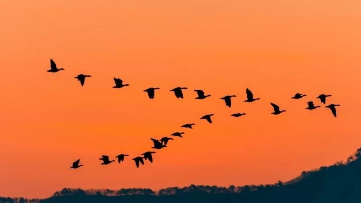 روز جهانی پرندگان مهاجر/ از پرواز در کنار پرندگان تا مراقبت از پلیکان های قهوه‌ای (فیلم)