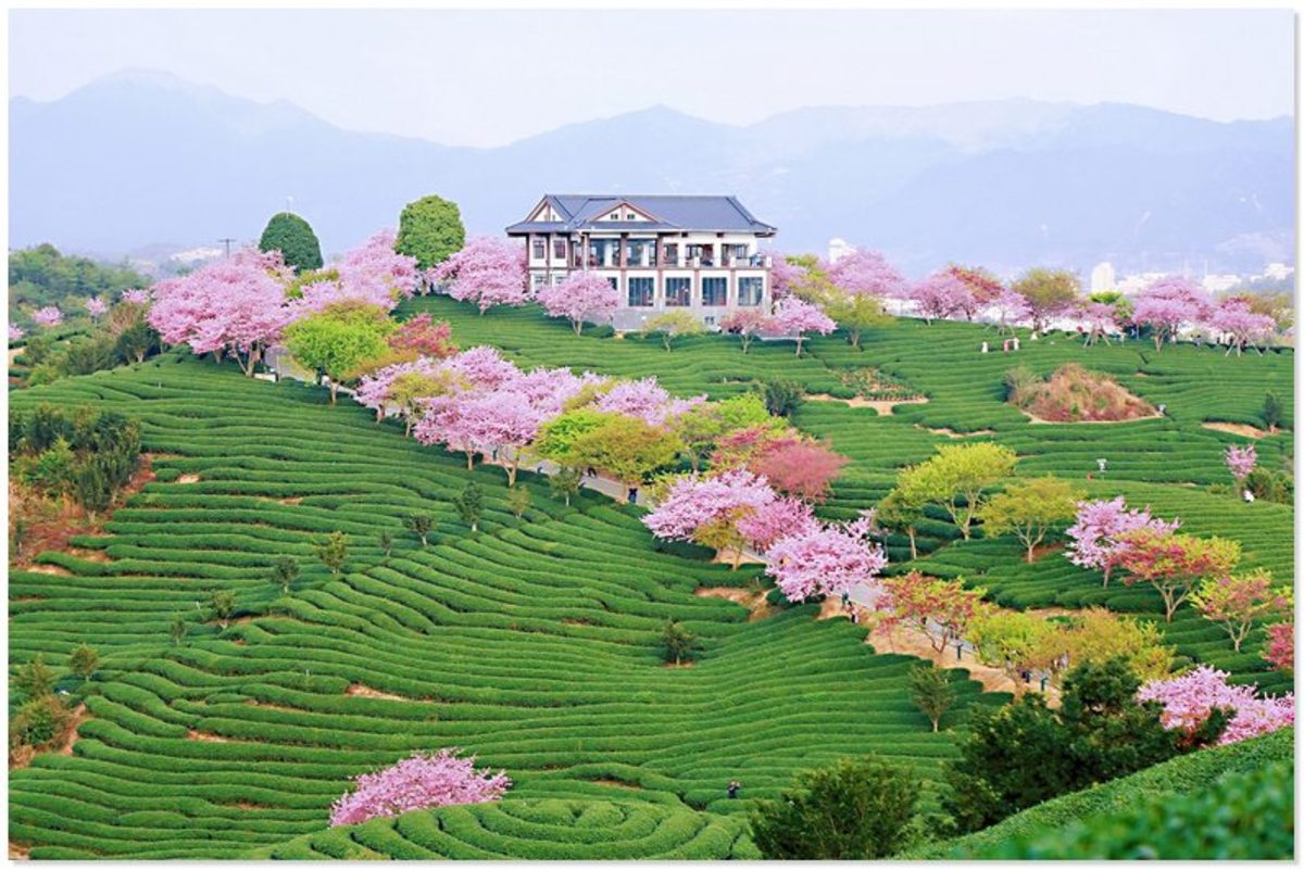 شکوفه‌های زیبا در دشت چای شهر لونگیان چین (فیلم)