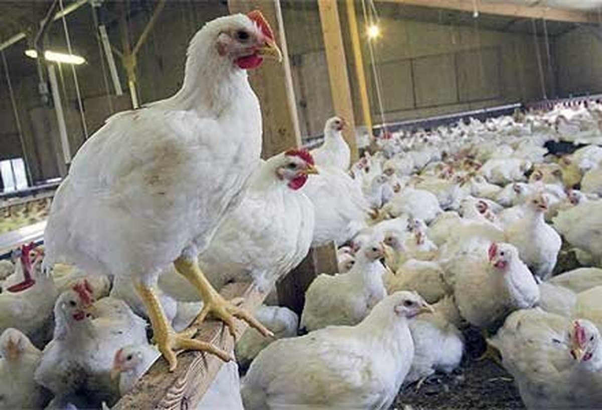 قیمت مرغ به ۱۵ هزار تومان پایین‌تر از نرخ مصوب رسید