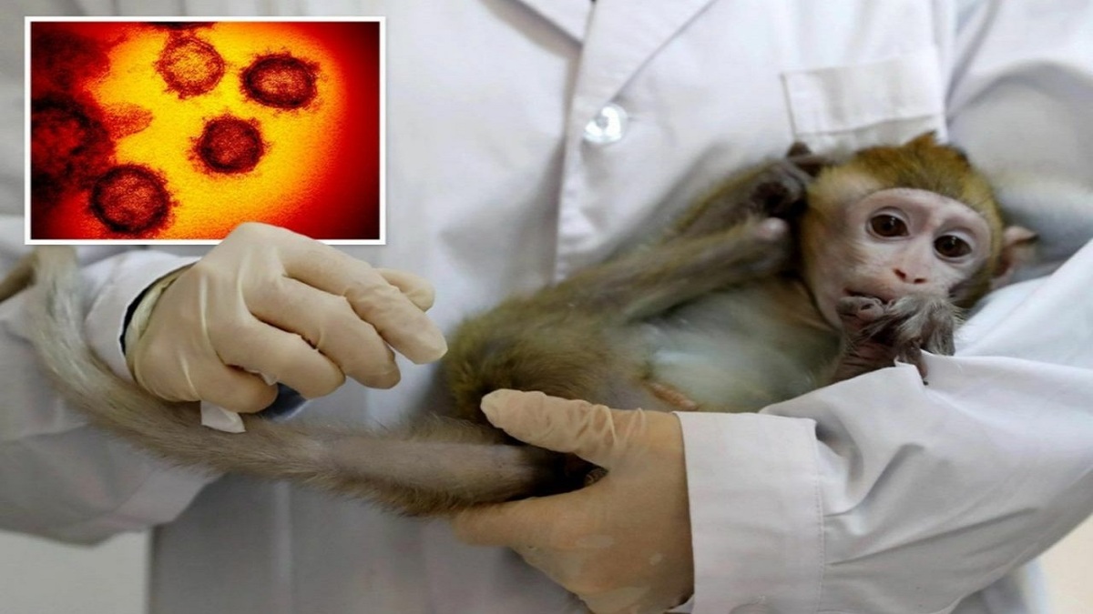 هشدار جدید سازمان جهانی بهداشت درباره آبله میمون: شیوع این بیماری غیر معمول است/ تاکنون ۸۰ مورد ابتلا تائید شده