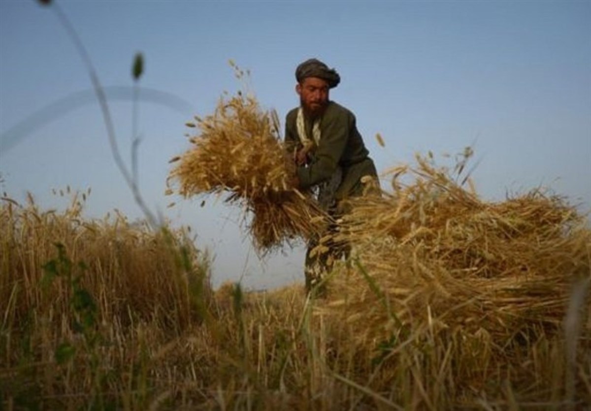 صادرات گندم از افغانستان ممنوع شد