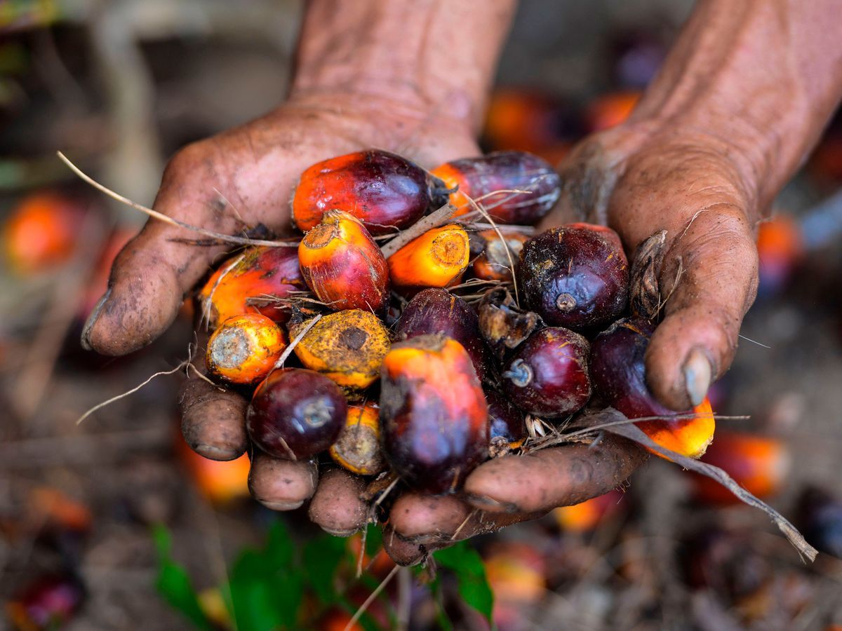 یک بحران تازه در تولید مواد غذایی/ اندونزی صادرات روغن پالم را ممنوع کرد (فیلم)