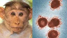 آبله میمونی در کمین است! / اگر واکسن آبله زده‌اید، نگران نباشید (فیلم)