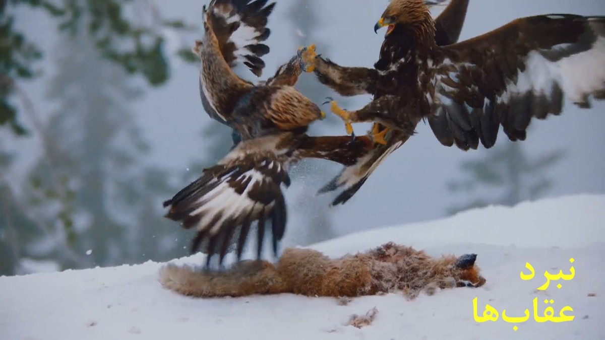 ببینید| نبرد حیرت‌انگیز عقاب‌های طلایی بر سر غذا/ کلاغ‌ها تماشاچی هستند