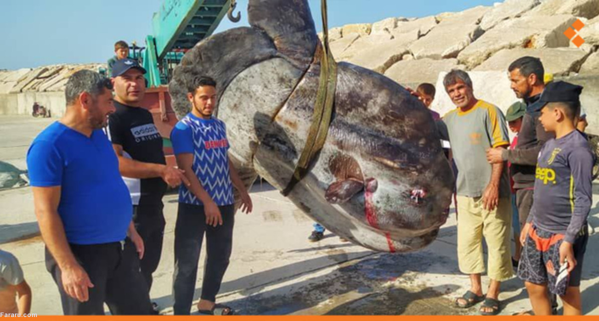 صید ماهی غول‌پیکر از سواحل سوریه (فیلم)