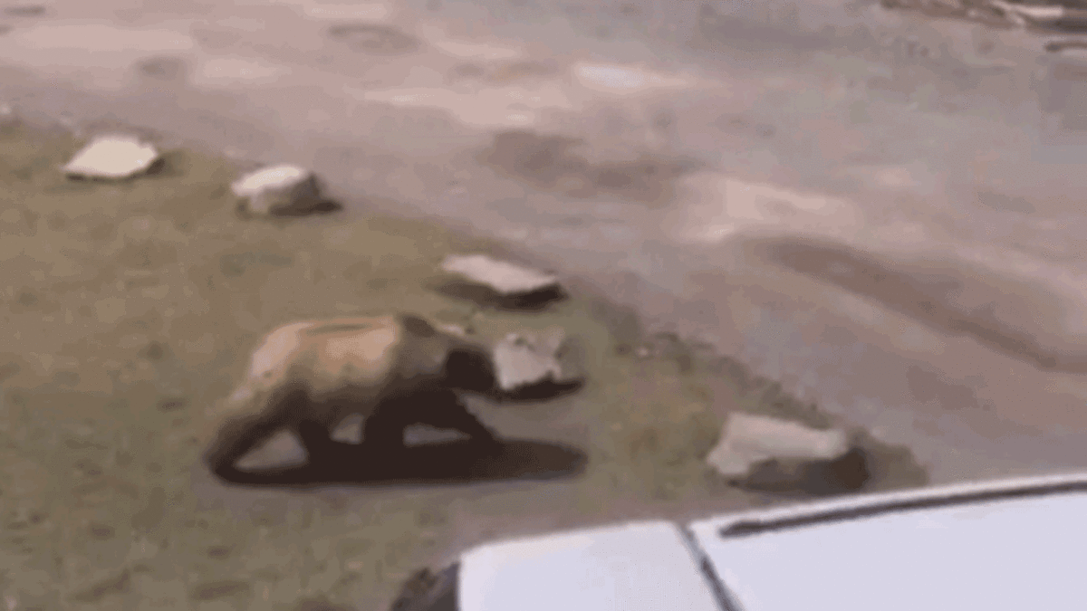 لحظه حمله خرس به بچه گوزن‌ها و واکنش گوزن مادر (فیلم)