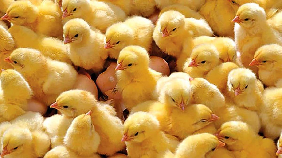 عضو کمیسیون کشاورزی مجلس: کشتن و معدوم کردن جوجه‌های یک روزه شرعا حرام است / هدف این کار افزایش قیمت مرغ و تخم مرغ است