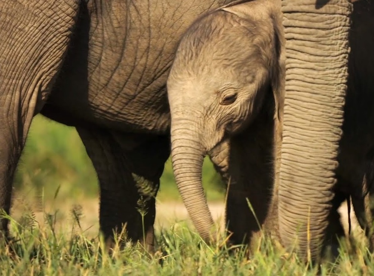 ببینید| فیل‌ها خانوادگی بچه بزرگ می‌کنند/ سرزنش بچه فیل از سوی خانواده