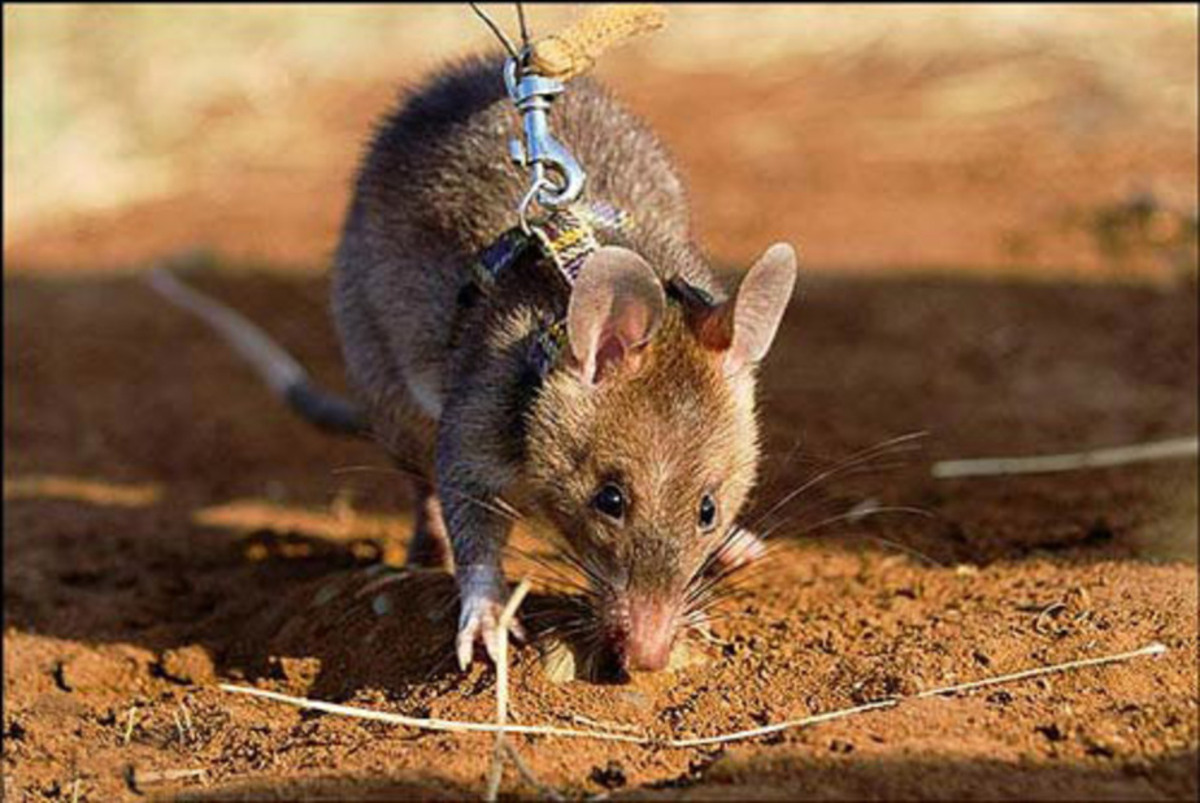 این موش‌ها شما را نجات می‌دهند!