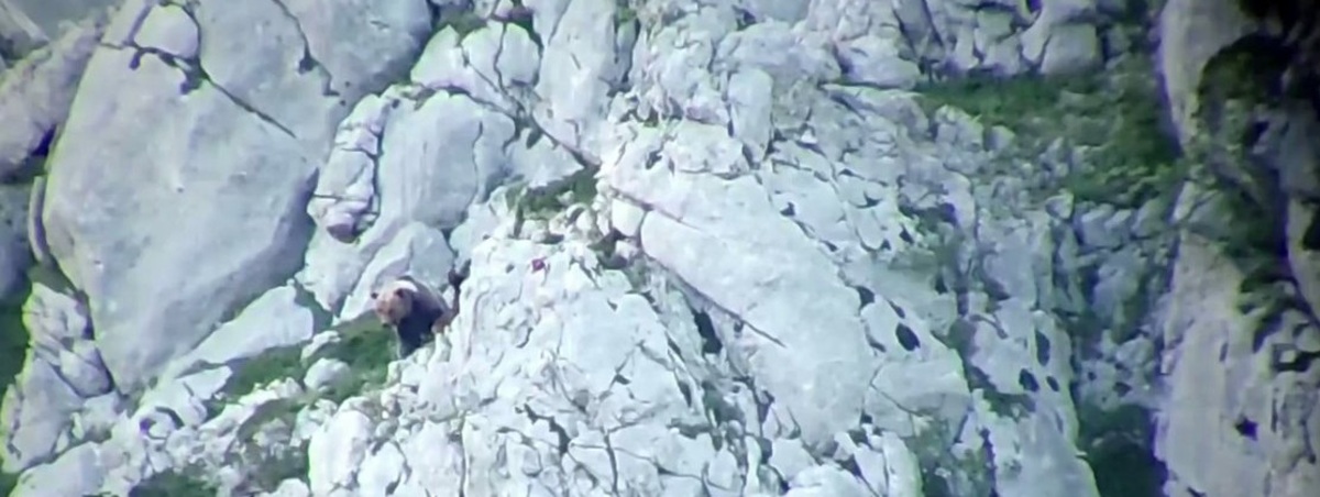 ببینید| فیلم استثنایی از حمله خرس نر برای خوردن توله ماده/ دفاع مادر و سقوط هر دو خرس از بالای صخره