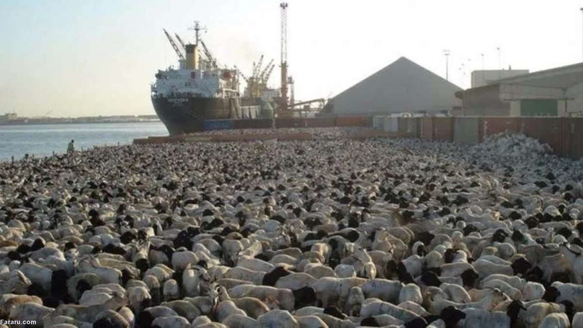 ببینید|  غرق شدن کشتی حامل ۱۶ هزار گوسفند در سودان