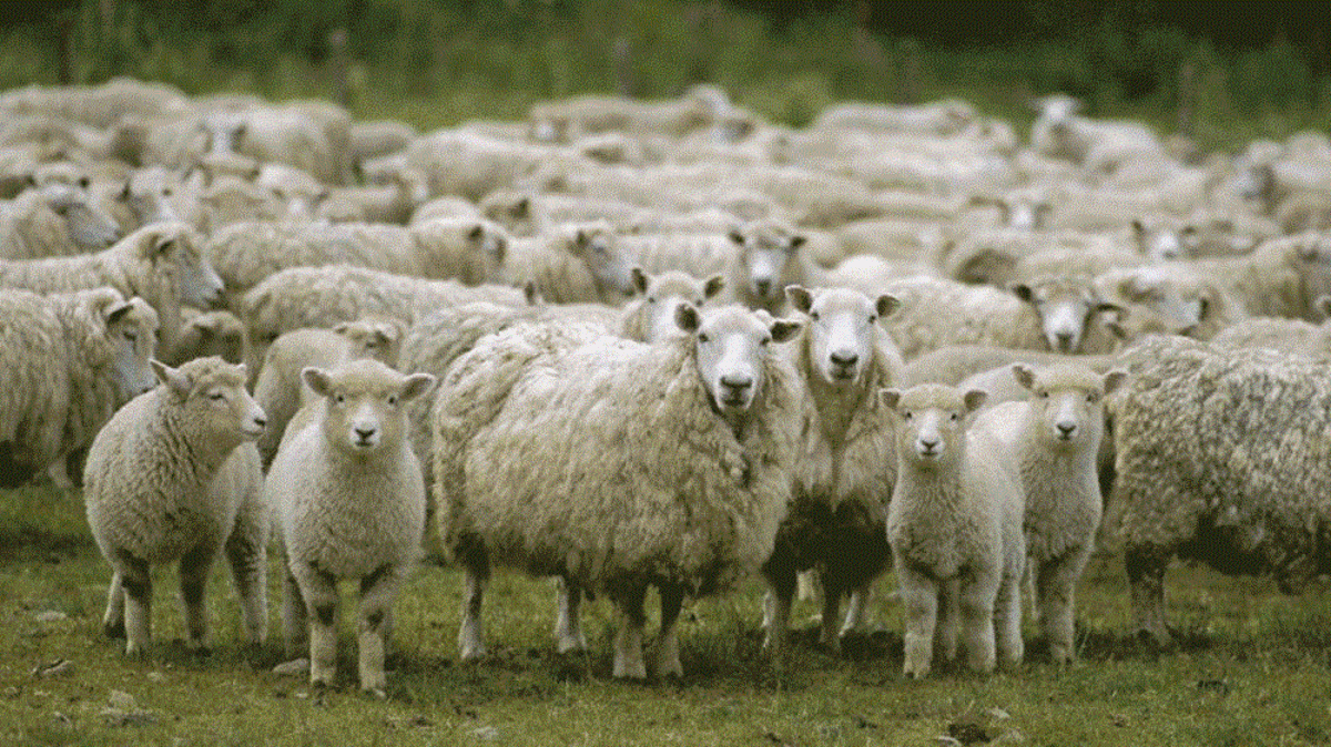 ببینید| شمارش گوسفندان به کمک هوش مصنوعی
