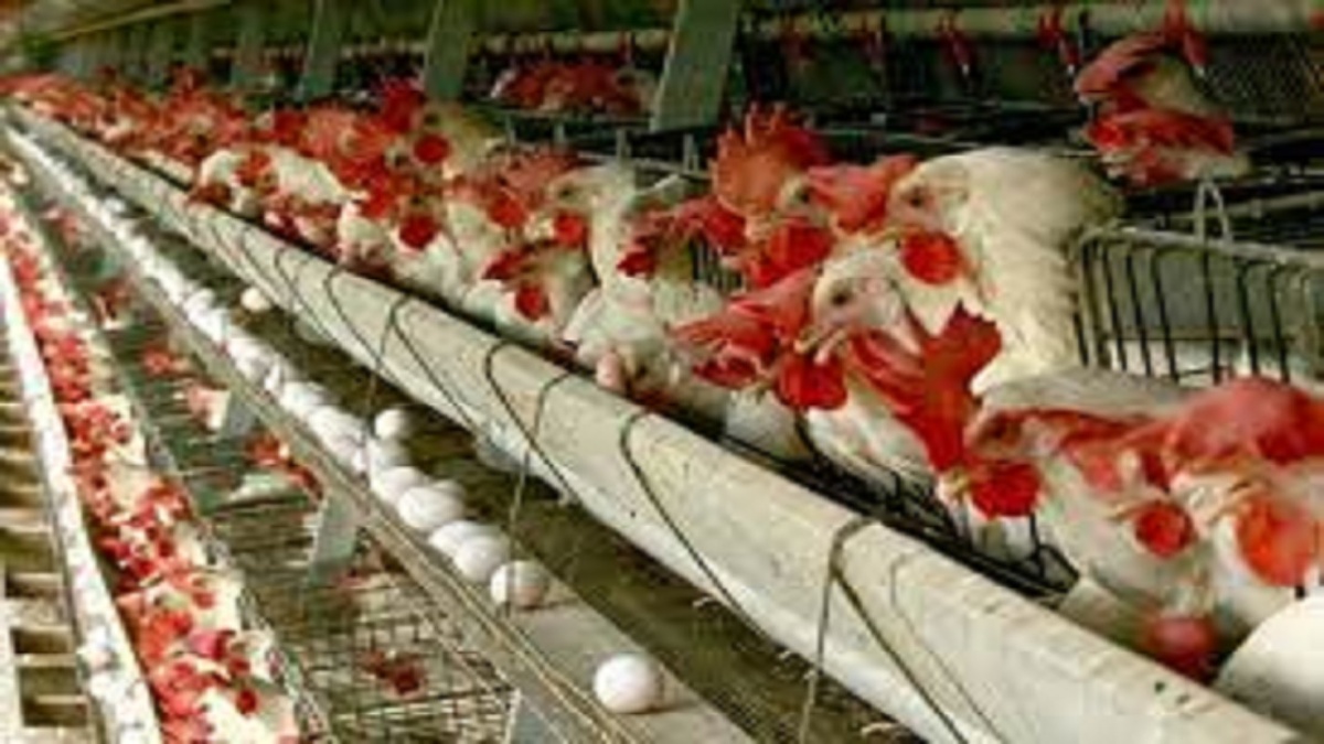 اتحادیه مرغ تخم‌گذار: عراق با فشار ترک‌ها واردات تخم ‌مرغ ایران را ممنوع کرد