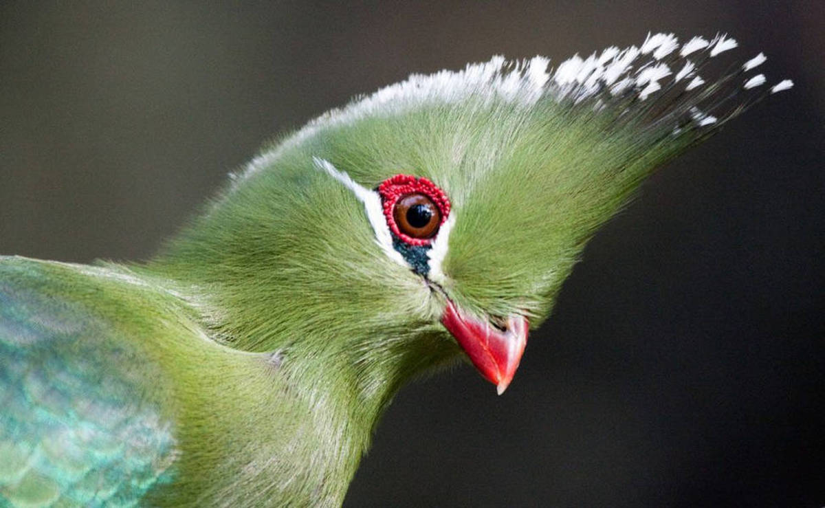 توراکو پرنده‌ای معروف به مرغ بهشتی (+عکس)