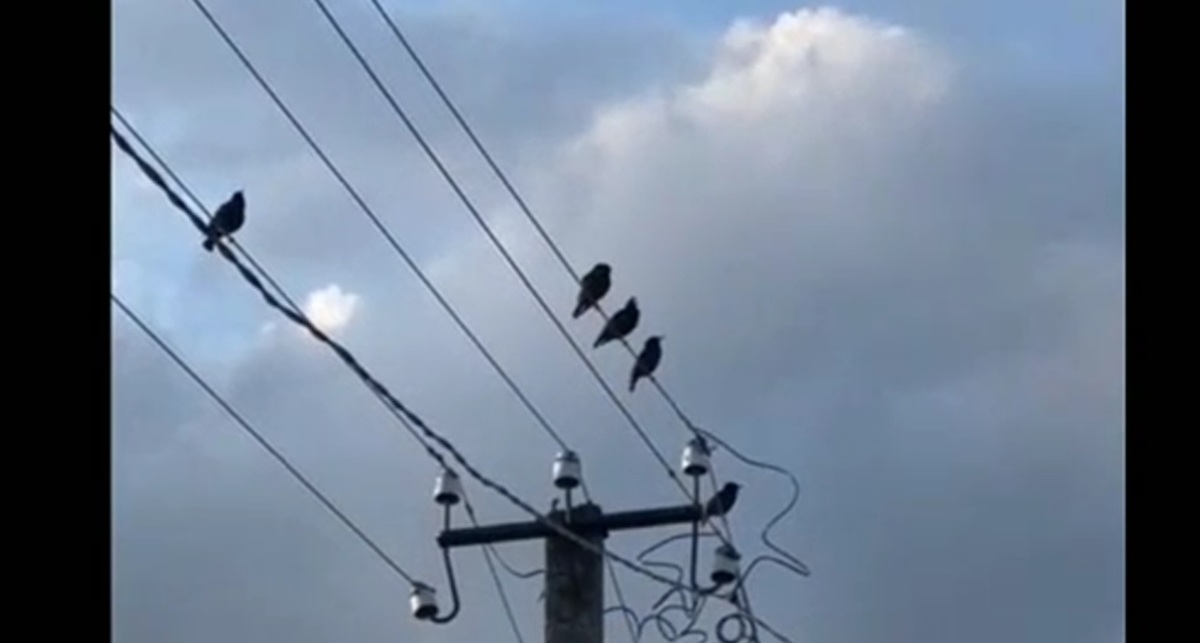 ببینید | پرندگان در اوکراین صدای موشک را تقلید می کنند!