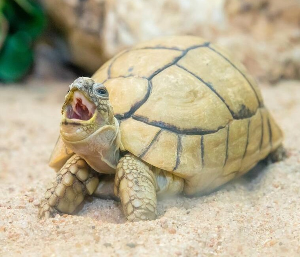 خمیازه لاک‌پشت از نمای نزدیک (عکس)